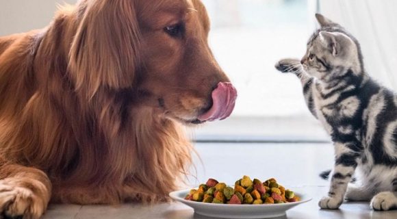 Natural colors for pet food Natural colors for pet food