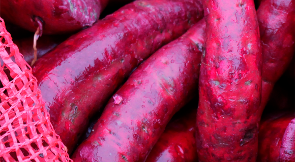 HANSEN SWEET POTATO ™ – the perfect choice HANSEN SWEET POTATO ™ – the perfect choice